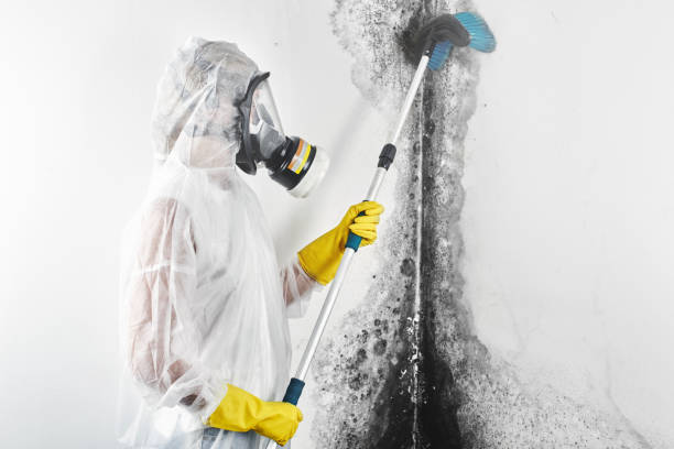 Best Mold Documentation for Insurance Claims  in Mount Zion, GA