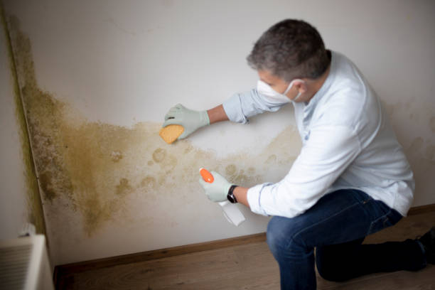 Best Asbestos and Lead Testing During Mold Inspection  in Mount Zion, GA