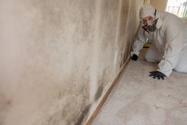 Best Basement Mold Removal  in Mount Zion, GA